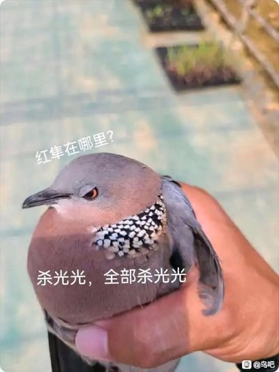这张图展示了一只被人类握在手中的珠颈斑鸠，它的眼部神态看起来略带凶狠。图中添加了两行拟人化的搞笑文字：上方是“红隼在哪里？”，下方是“杀光光，全部杀光光”。红隼是珠颈斑鸠的天敌，现实中珠颈斑鸠常被红隼捕猎，这里通过让猎物放出要猎杀天敌的狠话，制造出强烈的反差感，用夸张的拟人化表达来营造搞笑效果，把弱小猎物的“愤怒”以戏谑的方式展现出来。