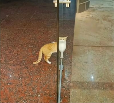 室内场景中，一只橘白相间的猫咪正站在玻璃门后方，身体大部分被门遮挡，仅露出头部和部分躯干，正平静地注视着镜头方向。地面铺有红褐色与米黄色相间的大理石花纹地砖，玻璃门的金属把手清晰可见，整体画面呈现出一种猫咪好奇窥探外界的可爱治愈场景。