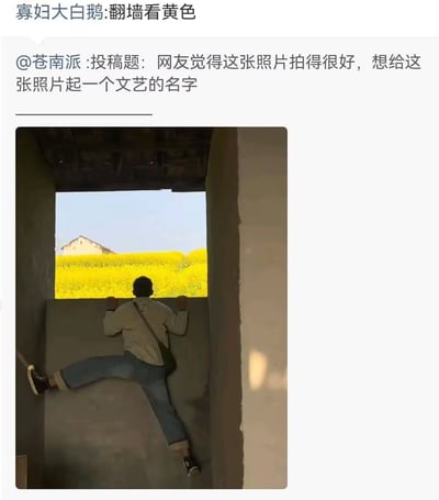 这是一张社交平台互动截图，上方先是用户苍南派发起投稿活动，称网友拍了一张很不错的照片，想要征集文艺的名字，最上方是网友给出的搞笑回复“寡妇大白鹅:翻墙看黄色”。下方配图是一名男子背向镜头，摆出翻墙的姿势趴在墙体缺口处，缺口外是大片明黄色的油菜花田，远处还有民居。网友回复里的“看黄色”是谐音歧义梗，将指代低俗内容的“黄色”对应到图里黄色的油菜花，制造反差搞笑效果。