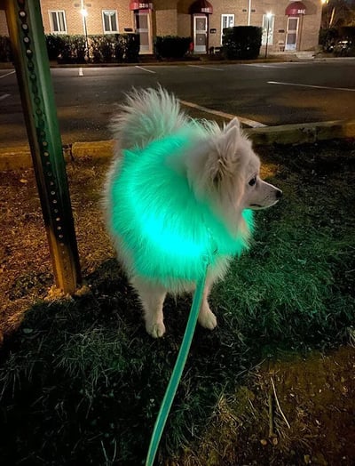 这是一张在夜晚户外拍摄的照片，主体是一只毛发蓬松的白色小型犬，看起来类似博美犬。狗狗脖子处被一条青绿色的发光牵引绳照亮，在它的毛发上形成了一圈亮眼的青绿色光晕，让狗狗在昏暗的环境中格外醒目。狗狗安静地站在草地与泥土混合的地面上，侧头看向画面右侧，神态平静。背景是带有门牌号的临街建筑，建筑外的路灯提供了部分照明，前方是停车场区域，整体场景为夜晚的居民区或商业区户外环境。