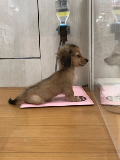 一只可爱的棕色小狗正坐在粉色垫子上，位于一个玻璃围栏内。小狗耳朵耷拉着，正扭头看向一侧，表情显得有些好奇。围栏内有一个挂在墙上的水瓶，提供饮水。背景是浅色的墙壁和木质地板，整体环境看起来干净整洁，可能是宠物商店的展示区或兽医诊所的观察区。