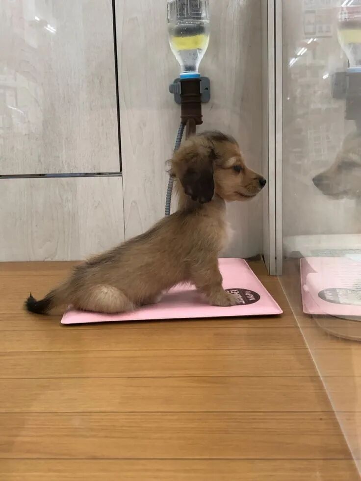 狗