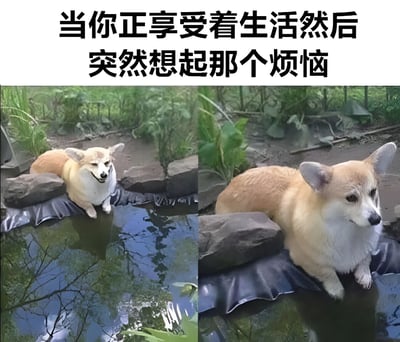 这是一张左右对比图，展示了同一只柯基犬在水池边的两种不同状态。左侧图片中，柯基犬趴在水池边的石头上，嘴角上扬，眼神轻松，看起来正在享受惬意的时光；右侧图片中，同一只柯基犬姿势相似，但表情变得严肃，眼神中带着一丝忧虑和凝重。图片上方配有文字'当你正享受着生活然后突然想起那个烦恼'，生动形象地表达了人们在享受美好时刻时突然被烦恼思绪打断的状态。