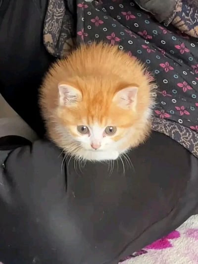 图片中是一只超萌的橘白相间小奶猫，正乖巧地趴在人的腿上。小猫全身覆盖着蓬松柔软的橘色毛发，胸口和嘴巴周围是白色的，形成鲜明对比。它有着一双又大又圆的棕色眼睛，眼神清澈无辜，耳朵微微竖起，胡须细长。背景中可以看到深色带有粉色花朵图案的布料和黑色衣物，衬托出小猫的可爱。整体画面充满治愈感，毛茸茸的样子像一个会动的小毛球，让人忍不住想rua。