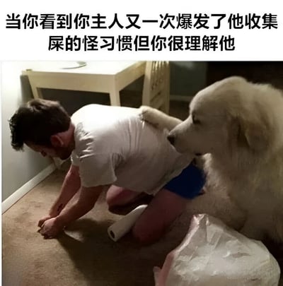 图片展示了一位主人跪地用纸巾清理地面（疑似宠物粪便），旁边的大白狗用爪子搭在主人背上，表情平静，似乎很理解主人的行为。上方配文‘当你看到你主人又一次爆发了他收集屎的怪习惯但你很理解他’，以狗狗的视角调侃主人捡屎的日常，充满搞笑温馨的氛围。