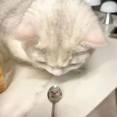 一只白色的猫正低头专注地看着桌面上的一把小勺子。猫咪的毛发蓬松洁白，耳朵微微前倾，眼神集中在勺子上，似乎对这个小物件产生了浓厚的兴趣。背景中可以看到一些模糊的家居物品，营造出温馨的室内氛围。