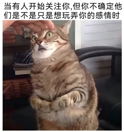 图片展示了一只虎斑猫坐在椅子上，后腿支撑身体，前爪并拢放在胸前，抬头看着一只伸向它的手。猫的表情显得警惕和怀疑，眼睛睁大，耳朵竖起。图片上方有一行文字：'当有人开始关注你,但你不确定他们是不是只是想玩弄你的感情时'。这张梗图通过猫的怀疑表情幽默地表达了当有人突然对自己表示关注时，内心不确定对方真实意图的复杂感受。