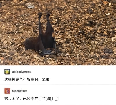 图片主体是一只蝙蝠倒挂在一根细小的树枝上，树枝贴近地面，周围是泥土和碎石。蝙蝠身体呈深色，四肢抓住树枝，显得有些滑稽。图片下方有两条网友评论：一条来自用户'abloodymess'调侃道'这棵树完全不够高啊，笨蛋！'，另一条来自用户'taschaface'回应'它太困了，已经不在乎了(;3[」_」]'，整体营造出轻松搞笑的氛围。