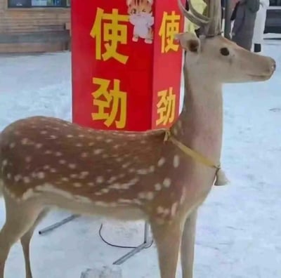雪地里一只梅花鹿站在红色柱子旁，柱子上用黄色大字写着“使劲”，顶部还贴着一个卡通小猫贴纸。背景有积雪和木质建筑，远处有穿着冬装的人影，整体氛围充满冬日旅游的趣味感。