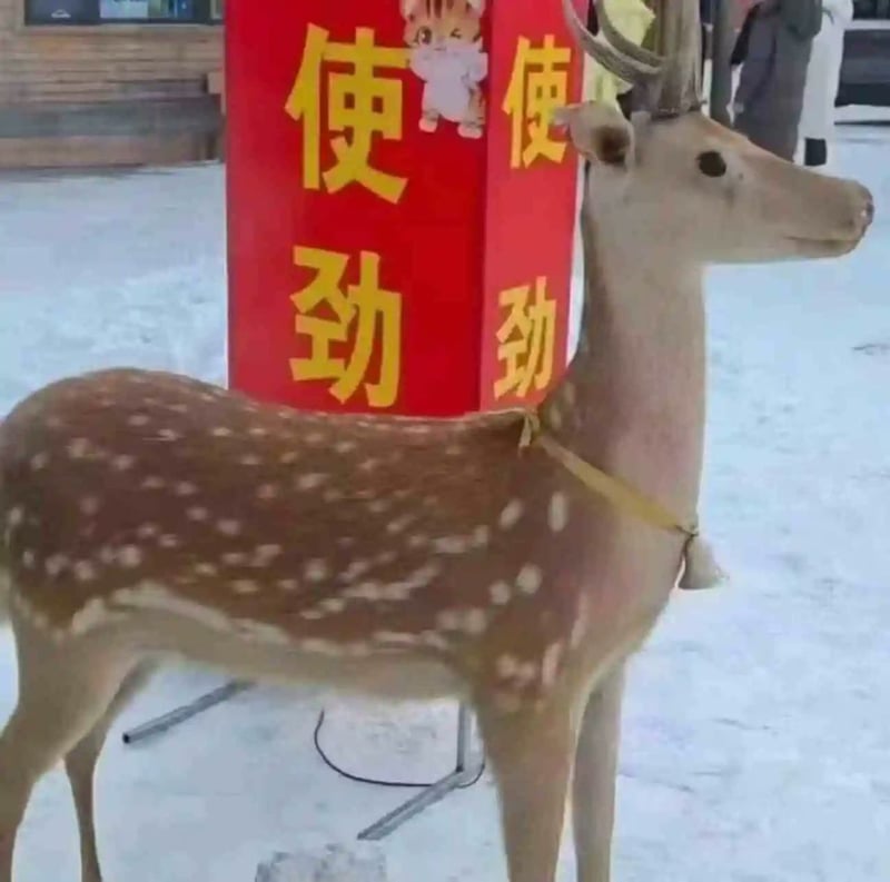 梅花鹿
