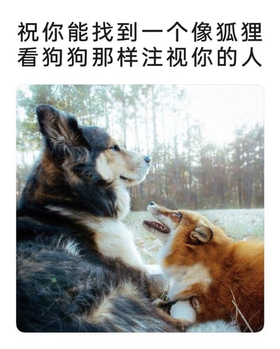 这是一张顶配底文的静态图文作品，上方配有温馨的祝福文字“祝你能找到一个像狐狸看狗狗那样注视你的人”，下方的户外林间场景中，一只棕黑相间的大狗安静卧在地面，神态平和地望向远方，旁边一只红棕色狐狸侧躺仰头，眼神满是专注与温柔地注视着大狗，画面呈现出跨物种间纯粹又治愈的情谊。作品借由这一温柔的注视场景，传递出对真挚偏爱、专属陪伴的美好期许，祝福观者能找到满眼都是自己的人，整体氛围温暖治愈，触动人心。
