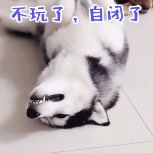 哈士奇摆烂名场面：不玩了，自闭了