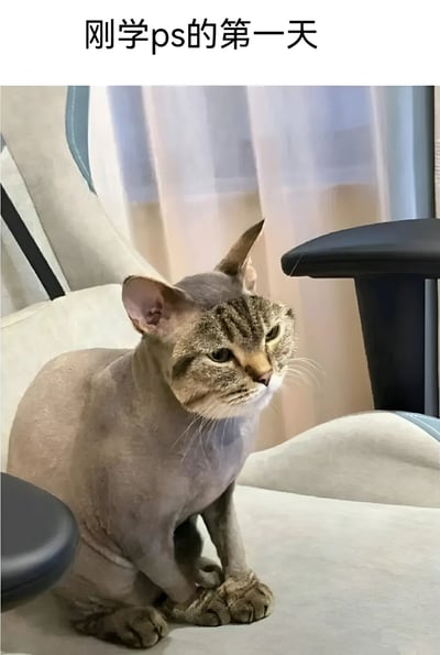 图片中是一只被Photoshop处理过的猫，它有着正常的猫脸但身体被P成了无毛状态，形成了滑稽的反差效果。图片上方配有文字'刚学ps的第一天'，幽默地展示了初学者使用Photoshop的生涩技巧。