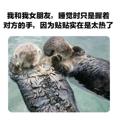 图片上方配有文字“我和我女朋友，睡觉时只是握着对方的手，因为贴贴实在是太热了”，下方是两只水獭漂浮在水面上、闭着眼睛牵手睡觉的场景。水獭的毛发湿润，身体放松，呈现出温馨可爱的画面，文字内容将水獭的行为幽默类比为情侣因天气炎热而选择牵手睡觉而非亲密贴贴的日常情景。