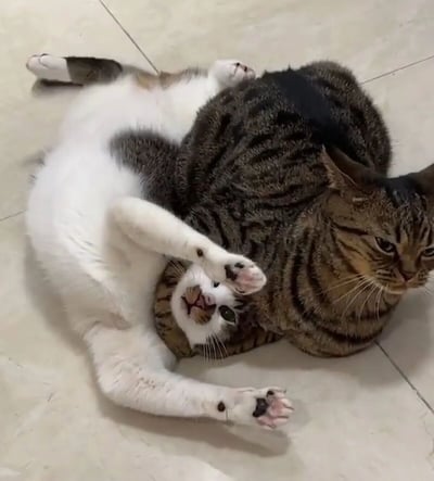 两只猫咪在瓷砖地板上惬意玩耍的场景：一只灰白相间的猫咪仰卧在地，露出雪白的肚皮，四肢舒展；另一只虎斑黑猫则侧身依偎在旁，背部的黑色毛发与虎斑纹形成鲜明对比。两只猫咪姿态放松，画面充满温馨可爱的生活气息。