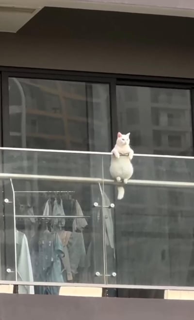 一只白色的猫正悠闲地坐在公寓阳台的玻璃栏杆上。猫咪身体微微前倾，前爪搭在栏杆上，尾巴自然垂下，表情平静。背景中可以看到阳台的玻璃门和里面挂着的几件衣物，远处还有模糊的建筑物轮廓。整个画面展现了猫咪放松自在的生活瞬间。