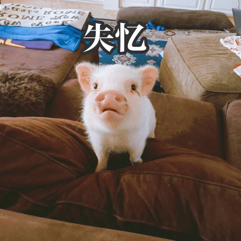 小猪失忆表情包