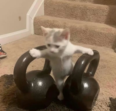 一只可爱的白色小猫站在两个黑色壶铃之间，前爪搭在壶铃上，仿佛在努力举铁锻炼。背景是铺着地毯的楼梯和房间角落，营造出温馨的居家氛围。小猫表情认真，与沉重的健身器材形成有趣反差萌。