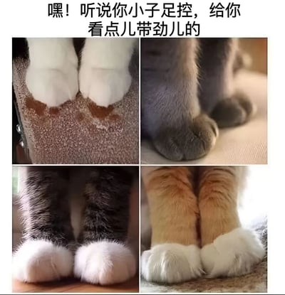 图片上方配有文字“嘿！听说你小子足控，给你看点儿带劲儿的”，下方是四格拼接的猫咪爪子特写图。从左到右、从上到下分别为：白色带粉色肉垫的猫爪踩在地毯上、灰色猫爪的侧面视角、黑白相间的猫爪底部特写、橘白相间的猫爪正面照。整体通过调侃“足控”爱好，用可爱的猫咪爪子图片制造反差萌笑点。