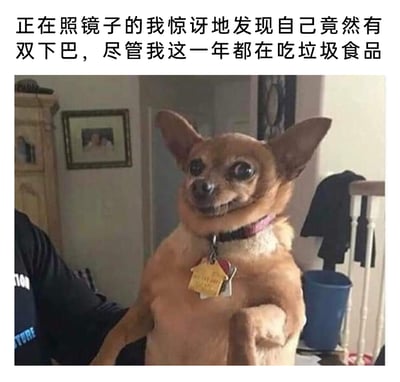 这是一张图文结合的搞笑梗图，上方配文“正在照镜子的我惊讶地发现自己竟然有双下巴，尽管我这一年都在吃垃圾食品”，图中是一只戴着项圈和吊牌的吉娃娃，它嘴角僵硬上扬，眼神带着难以置信的尴尬感，前爪抬起被人扶着，这个表情完美契合了文案里发现自己变胖时，明明知晓原因却仍感到震惊、尴尬的自嘲心态，用宠物的生动搞笑表情来表现人类生活中的小尴尬，极易引发共鸣，十分有趣。