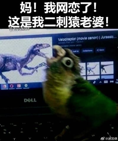图片中一只色彩鲜艳的鹦鹉站在Dell笔记本电脑前，电脑屏幕正显示着关于迅猛龙（Velociraptor）的网页内容，页面上有恐龙图片和相关文字。图片顶部用大号白色字体写着：“妈！我网恋了！这是我二刺猿老婆！”。通过将“二刺猿老婆”（网络调侃二次元爱好者伴侣的说法）与屏幕上凶猛的恐龙形象形成强烈反差，制造出荒诞搞笑的效果，笑点在于用恐龙调侃“网恋对象”，展现出一种无厘头的幽默。