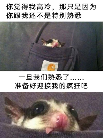 这是一张上下拼接的宠物表情包，上半部分呈现一只蜜袋鼯躲在深色衣服的口袋里，仅露出小脑袋和舌头，神态腼腆，配文“你觉得我高冷，那只是因为你跟我还不是特别熟悉”；下半部分是同一只蜜袋鼯凑近镜头，露出大半张脸，舌头吐出，表情搞怪，配文“一旦我们熟悉了……准备好迎接我的疯狂吧”。该表情包用蜜袋鼯的可爱形象，生动展现了部分人群在社交中的反差状态：与他人不熟时腼腆高冷，熟络后则变得活泼搞怪，内容贴近日常社交体验，容易引发网友共鸣。