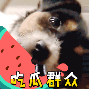 狗狗沉浸式啃瓜 化身吃瓜群众