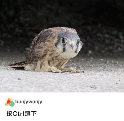 这是一张结合动物姿态与游戏文化梗的搞笑静态图。图中主体是一只隼类猛禽，它将身体大幅压低，双爪扒在粗糙的水泥地面上，头部保持抬起、眼神懵懂地直视前方，这个姿态和众多电脑游戏里按下Ctrl键让角色做出的蹲下动作高度吻合。图片下方是海外社交平台用户“bunjywunjy”的配文“按Ctrl蹲下”，用玩家熟知的游戏操作梗来调侃这只猛禽的自然姿势，让普通的动物照片充满趣味，精准契合游戏玩家的共同认知，容易引发网友的共鸣与笑点。