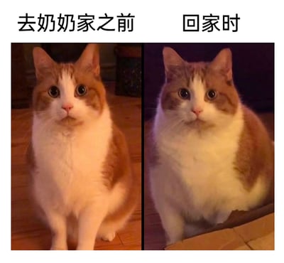 这是一张左右拼接的静态对比图，左侧展示了一只橘白相间的猫咪去奶奶家之前的模样，猫咪体型匀称，坐姿端正，眼神乖巧平静；右侧则是这只猫咪从奶奶家回家时的样子，它的体型变得异常圆润肥胖，整个身子都圆了一圈，前腿几乎被赘肉遮住，生动地呈现出被长辈投喂后发胖的状态，用宠物的经历调侃现实生活中人们回家被长辈投喂变胖的趣事，充满温馨又搞笑的生活气息。