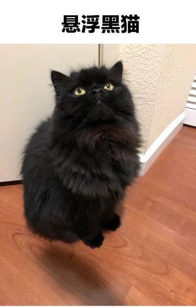 图片上方有“悬浮黑猫”字样标题，主体是一只黑色长毛猫，正坐立在木质地板上，仰头向上看，黄色的眼睛显得十分好奇。由于黑猫的深色毛发与地板阴影融合，从视觉上产生了“悬浮”的错觉，营造出有趣的画面效果。