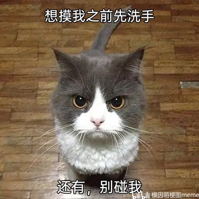 这是一张拟人化的搞笑萌宠表情包，主体是一只灰白相间的猫咪，它蹲坐在木质地板上，眼神锐利、表情严肃，面部神态满是嫌弃与傲娇。图片上方配有文字“想摸我之前先洗手”，下方配有文字“还有，别碰我”，将猫咪的神态与人类傲娇又挑剔的情绪结合，生动地表现出猫咪不想被触碰、嫌弃他人接近的状态，十分贴合人们想要拒绝被打扰、表现小傲娇时的心情，适合用作表达这类情绪的表情包。