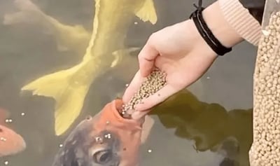 这是一张真实拍摄的喂鱼场景照片，画面中一只手捧着颗粒状的鱼饲料，水面上一条红黑花色的锦鲤正张大嘴巴，凑近手掌直接取食饲料，背景的池水中还能看到黄色、橙红色的其他锦鲤在游动。整个场景展现出人和鱼类的近距离友好互动，氛围温馨治愈，看起来是在公园或景区的专用锦鲤喂鱼池区域拍摄的，给人一种轻松有趣的感觉。