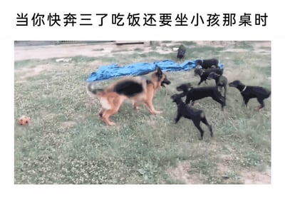 这是一张图文结合的搞笑梗图，上方配有文字“当你快奔三了吃饭还要坐小孩那桌时”，下方图片展示了一只体型成熟的德国牧羊犬被一群活泼的小黑狗团团围住的场景。牧羊犬的体型与周围的小狗形成鲜明反差，就如同一个即将步入三十岁的成年人，在饭局中被安排到小孩桌，明明年龄和成熟度都和周围的“小孩”不在一个层级，却被迫处于这个群体中，用动物的场景拟人化地调侃了这种年龄与社交场景错位的尴尬又好笑的处境，容易引发有类似经历的人的共鸣。