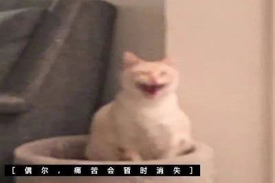 一只白色猫咪坐在灰色的猫窝里，嘴巴大张，露出类似大笑的表情，显得十分滑稽。图片底部有一个黑色文本框，内有文字“[偶尔，痛苦会暂时消失]”。猫咪的搞笑表情与略带治愈感的文字形成对比，传递出一种在日常中寻找短暂快乐的轻松氛围。
