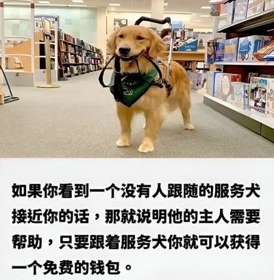 图片上半部分是一只金毛犬服务犬，佩戴着绿色的专用 harness，站在商店的货架过道中间，表情平静温和，背景可见整齐排列的商品货架和书店风格的环境。下半部分配有黑色文字，内容先以严肃语气提示“如果看到无人跟随的服务犬接近你，说明主人需要帮助”，随后转折抛出“跟着服务犬可获得免费钱包”的幽默结尾，形成正经前提与搞笑结论的反差梗。