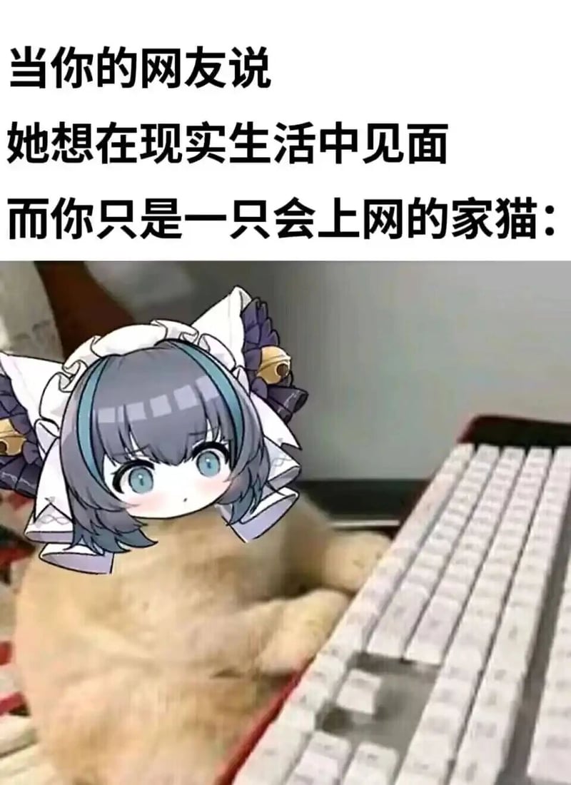 柴犬