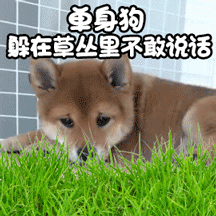 鱼身狗躲在草丛里不敢说话 柴犬表情包