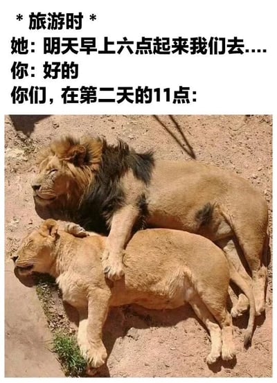 图片上方为文字描述旅游时的场景：她提议明天早上六点起床，你答应了，但第二天十一点时的状态。下方配图是两只狮子慵懒地躺在地上睡觉，形象地表现了计划早起却实际睡过头的真实写照，充满幽默调侃的意味。