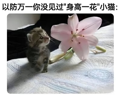 图片上方配有文字“以防万一你没见过'身高一花'小猫：”，下方是一只灰色虎斑小奶猫与一朵盛开的粉色百合花的对比照。小奶猫体型娇小，正抬头好奇地注视着旁边比它还高的百合花，形成“身高一花”（身高约等于一朵花）的趣味视觉效果，整体画面温馨可爱。