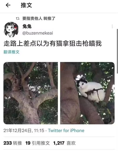推特用户“兔兔”发布推文分享自己的有趣经历：走在路上时，远远看到树上的猫咪，因为树枝的位置和形状形成视觉错位，看起来像是猫咪抱着狙击枪在瞄准自己。推文配有两张对比图，左图是远看树上的猫咪，右图是近距离拍摄的画面，能看清是树枝和猫咪的位置巧合造成了这个搞笑的错觉，这个巧合的视觉效果让网友觉得十分有趣。
