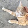 这是一张真实拍摄的宠物照片，画面里一只橘白相间的猫咪平躺在浅色的地面上，抬起一只前爪捂住自己的半张脸，露出的眼睛神态看起来有些无奈又带点害羞，整体姿态软萌可爱，很容易让人联想到人害羞、无语时捂脸的状态，适合用来表达这类情绪。