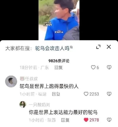 图片分为上下两部分，上半部分是一段视频截图，显示一名身穿蓝色上衣的男子，背景有绿色植物，左上角有时间戳‘4月13日 16:41’及‘鸵鸟景点’字样；下半部分是社交媒体的搜索结果页面，顶部显示‘大家都在搜：鸵鸟会攻击人吗’，下方有9826条评论。其中高赞评论包括‘任叔叔’留言‘鸵鸟是世界上跑得最快的人’（获2253赞），‘一只酸奶刘’回复‘你是世界上表达能力最好的鸵鸟’（获2978赞），评论内容通过将鸵鸟误称为‘人’制造幽默效果。