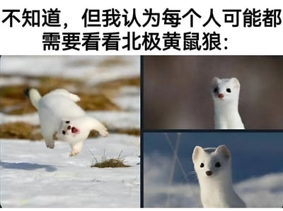 图片上方配有文字'不知道，但我认为每个人可能都需要看看北极黄鼠狼：'，下方由三张北极黄鼠狼的照片组成。左侧照片中，一只通体雪白的北极黄鼠狼在雪地上奔跑，嘴巴张开，显得活泼好动；右上角照片为北极黄鼠狼的特写，它站立着抬头看向前方，眼神好奇；右下角照片中，北极黄鼠狼平静地注视着镜头，毛色洁白，背景为雪地和蓝天。整体风格治愈可爱，旨在分享北极黄鼠狼的萌态，给人带来轻松愉悦的心情。
