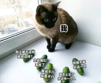 一只暹罗猫坐在窗边，表情惊讶困惑，被几根黄瓜包围。猫的上方标注“我”，周围的黄瓜配有类似指责的文字：“别人都不这样 就你这样?”“太给我们丢脸了”“我说不行就是不行”“我怎么生了你这样一个人”“你能不能听话一点”。通过拟人化手法，将黄瓜塑造成指责者，猫咪代表被批评的对象，营造出幽默又略带委屈的搞笑场景。