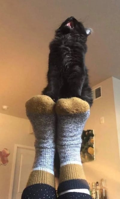 一只黑色的猫咪正坐在人类穿着灰色和黄色条纹袜子的脚上，身体直立，仰头张大嘴巴，似乎在大声叫喊或撒娇。背景是室内环境，可见浅色墙壁、门框和墙上的装饰画，整体画面温馨又充满趣味，展现了宠物与主人之间的亲密互动瞬间。