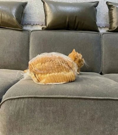 一只橘猫坐在灰色沙发上，身体被透明塑料袋装着的切片面包包裹着，只露出头部和尾巴。猫咪表情平静，侧头望向右边。沙发背景有三个深棕色皮质靠垫，整体画面呈现出一种幽默可爱的氛围。