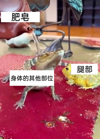 这是一张基于真实拍摄场景制作的搞笑梗图，画面呈现茶桌茶垫上的两只宠物青蛙，搭配茶壶流水的茶宠装置，通过添加文字标注玩场景梗：将茶壶流出的水标注为“肥皂”，体型较大的青蛙标注为“身体的其他部位”，旁边的黄色小青蛙标注为“腿部”，以此调侃部分人洗澡时敷衍对待身体其他部位，只专注清洗腿部的生活趣事，用动物场景具象化日常小细节，画面诙谐有趣，充满生活趣味。
