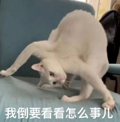 一只白猫在蓝色椅子上呈现出极度扭曲的伸展姿势，身体弧度夸张，前腿向前伸展，头部低垂靠近前爪，眼神专注地看向下方，仿佛在好奇地探究着什么。图片底部配有白色文字“我倒要看看怎么事儿”，文字内容与猫咪好奇又带点较真的神态相呼应，整体画面充满了趣味性和生活气息。