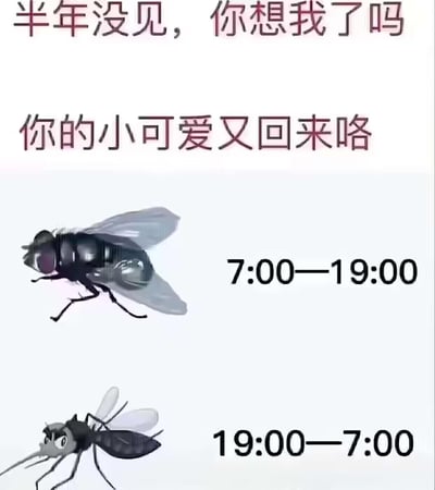 这是一张吐槽夏季蚊虫骚扰的原创梗图，用拟人化的调侃语气写道：“半年没见，你想我了吗”“你的小可爱又回来咯”，反讽地将让人厌烦的苍蝇、蚊子称为“小可爱”。图中还标注了二者的“工作时段”：苍蝇负责白天7:00-19:00，蚊子负责夜间19:00-7:00，精准戳中了夏天白天被苍蝇烦、晚上被蚊子扰的无奈日常，用幽默的方式吐槽生活里的小困扰。