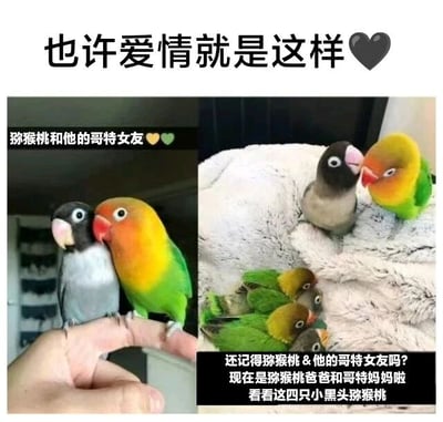 图片为上下图文混排的多图拼接内容，上方主标题为“也许爱情就是这样🖤”。左侧图片中，两只牡丹鹦鹉（灰色的“猕猴桃”和黄绿色的“哥特女友”）亲昵地依偎在人的手指上，旁边配文“猕猴桃和他的哥特女友❤️💚”；右侧图片展示了这对鹦鹉成为父母后的场景，它们与四只小黑头幼鸟一同栖息在白色毛毯上，配文“还记得猕猴桃 & 他的哥特女友吗？现在是猕猴桃爸爸和哥特妈妈啦 看看这四只小黑头猕猴桃”。整体通过鹦鹉从情侣到父母的变化，传递出爱情与家庭的温馨氛围。